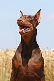 DOBERMANN 1033